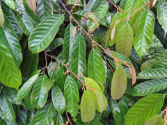 Coula edulis African Walnut Coula edulis African Walnut